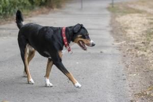 Appenzeller Sennenhund auf Strasse