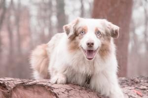 braun weisser Australian Shepherd