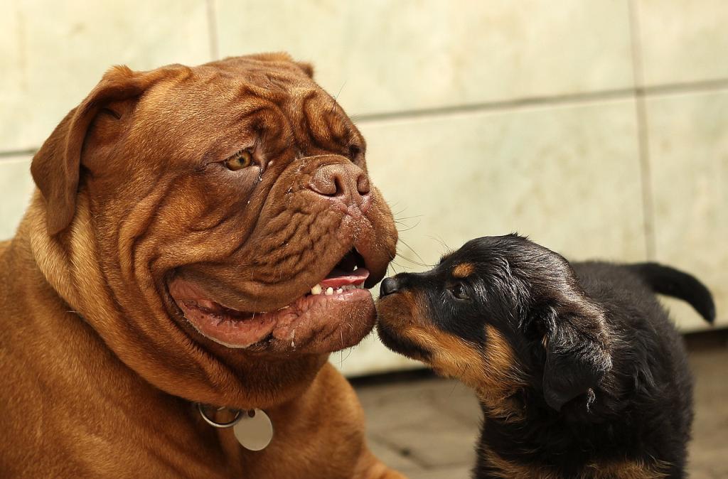 kleiner und grosser Hund