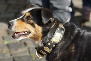 Kopf von Appenzeller Sennenhund