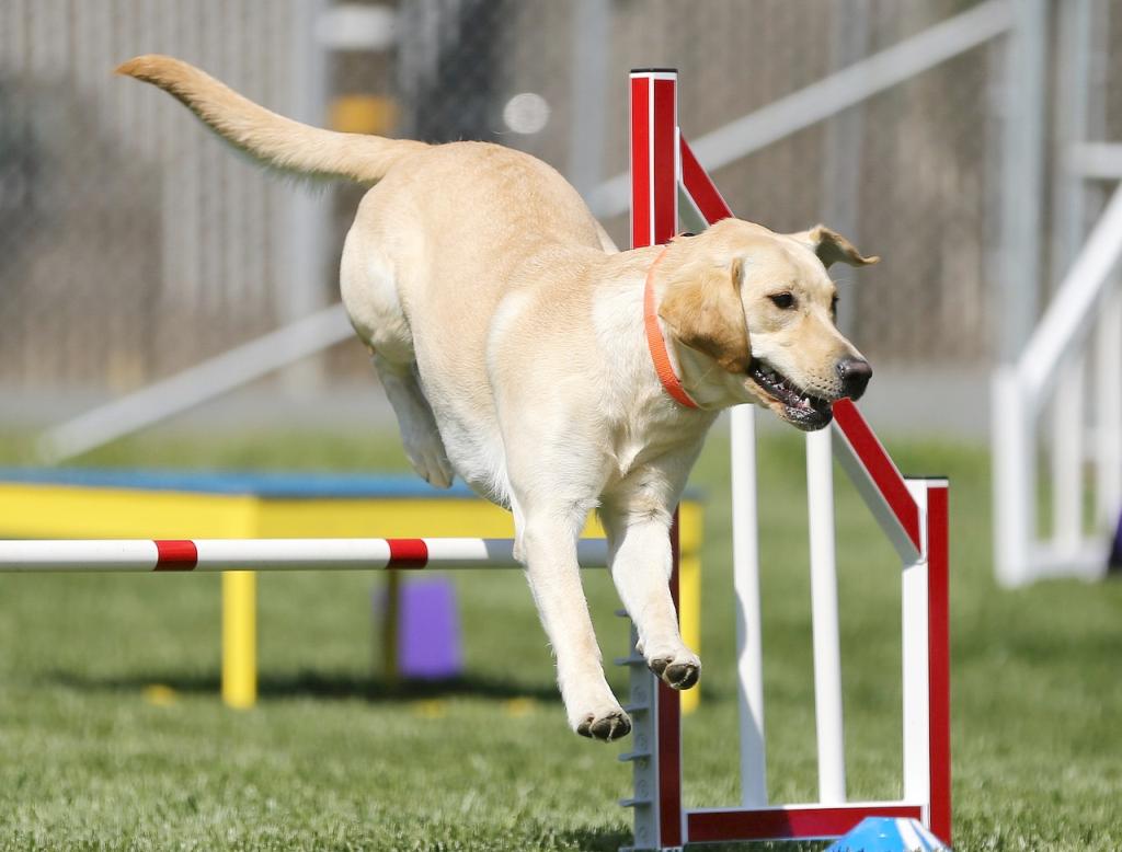 Labrador Retriever beim Hundesport