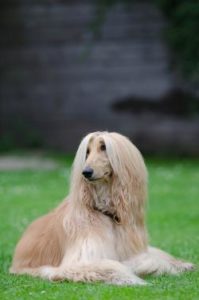 liegender Afghane