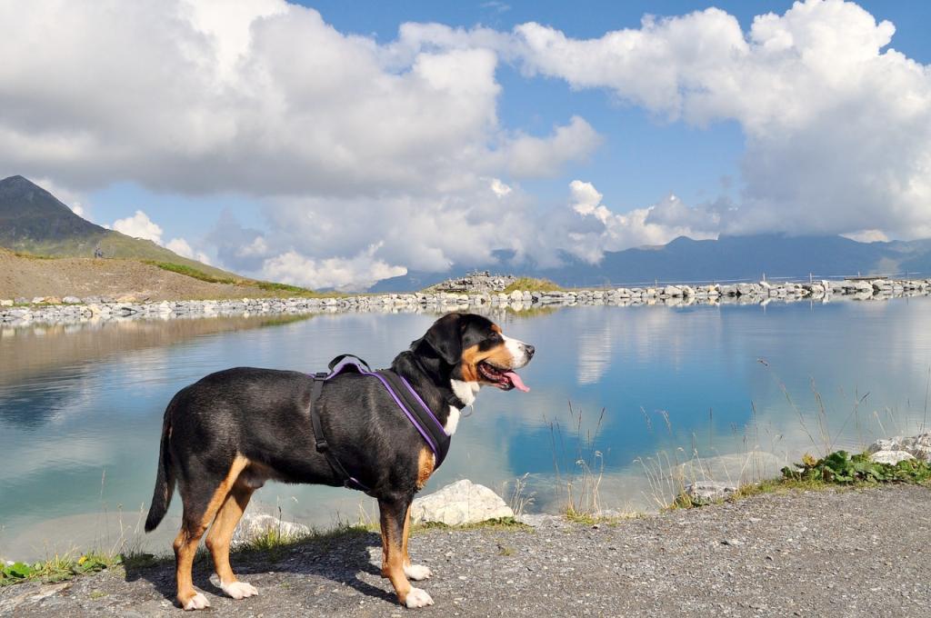 Schweizer Sennenhund