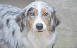 stehender Australian Shepherd