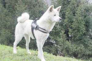 weißer Akita Inu