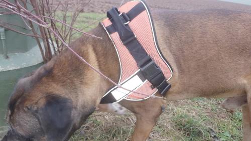 Bax hat das Hunter Neopren Ranger Professional Hundegschirr an
