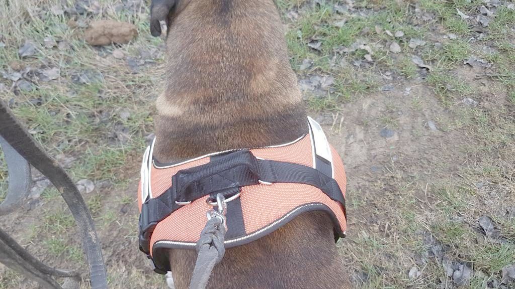 Bax testet das Hunter Neopren Ranger Professional Hundegeschirr
