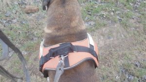 Bax testet das Hunter Neopren Ranger Professional Hundegeschirr