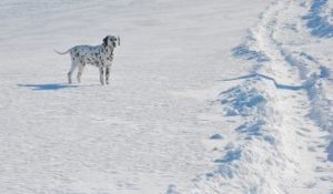 Dalmatiner im Winter