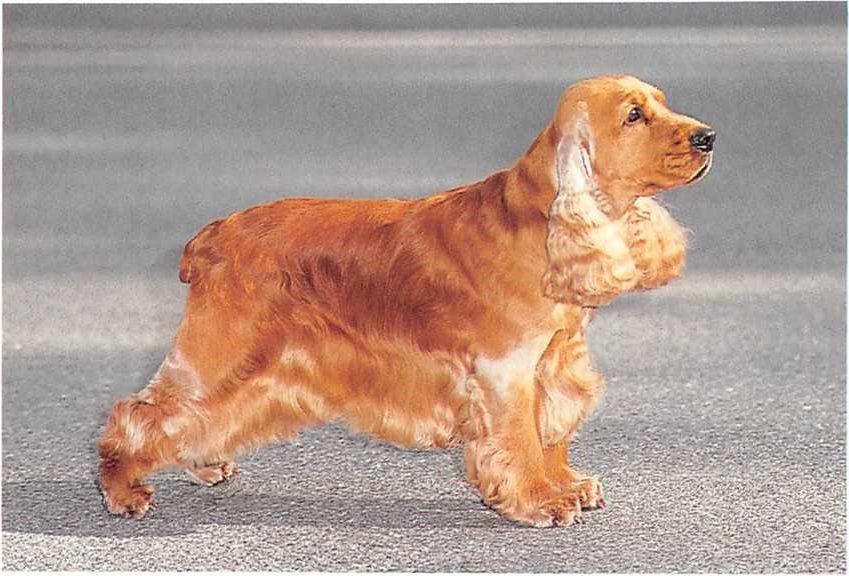 Englischer Cocker Spaniel