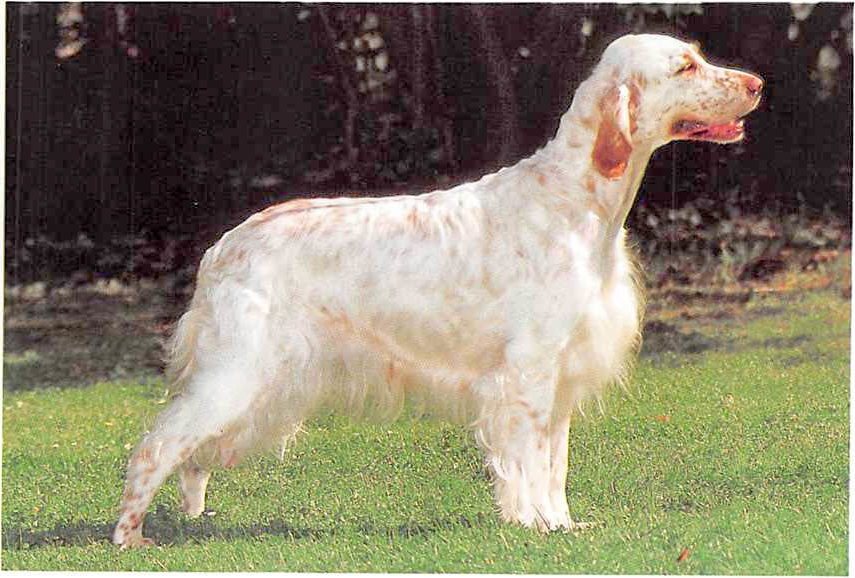 Englischer Setter