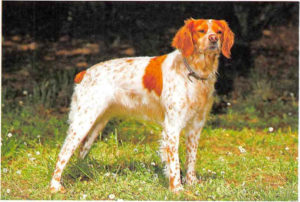 Epagneul Breton
