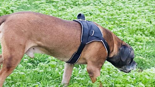 Hunter Neopren Expert Abstand Bauchgurt