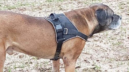 Hunter Neopren Expert Bauchgurt fixiert