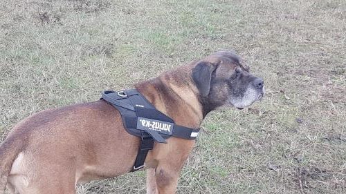 JULIUS-K9, 16STEALTH, IDC STEALTH Powergeschirr Bauchgurt