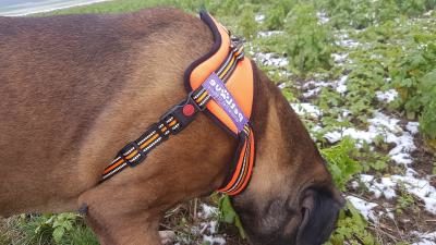 PetLove Hundegeschirr Bauchgurt