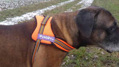 PetLove Hundegeschirr angelegt