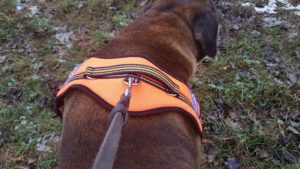 PetLove Hundegeschirr mit Leine
