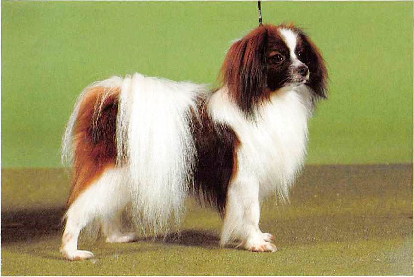 ᐅ Papillon (Phalène) Rassebeschreibung mit Video › guterHund.de