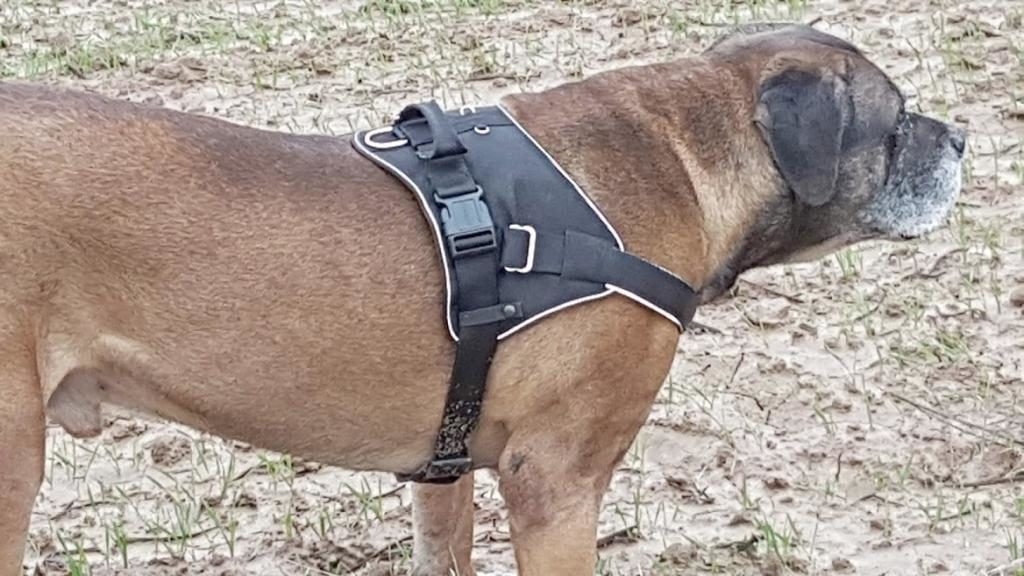 Bax mit Hundegeschirr