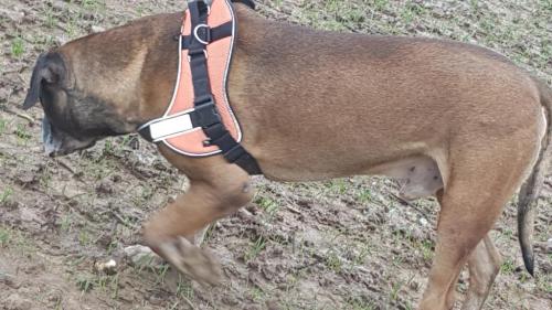 Bax testet das Hunter Neopren Ranger Professional Hundegeschirr