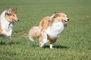 rennende Collies