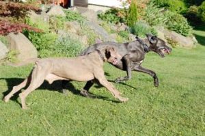 2 Deutsche Dogge spielen