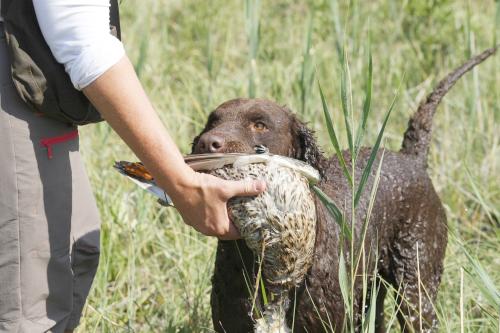 Curly Coated Retriever mit Fasan im Maul