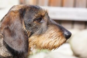 Dackel Portrait