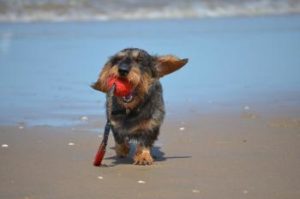 Dackel bringt Ball