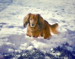 Dackel im Schnee