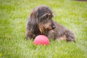 Dackel mit Ball