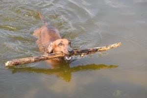 Dackel schwimmt