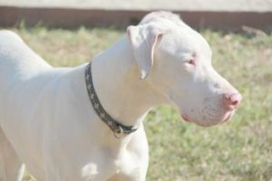 Deutsche Dogge Albino