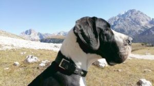 Deutsche Dogge in den Alpen