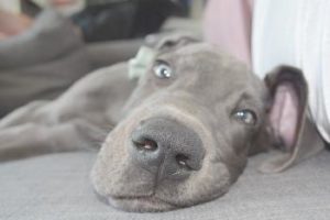 Deutsche Dogge liegt am Boden