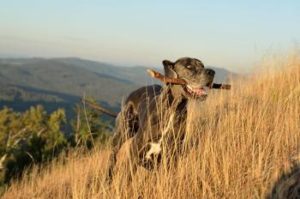 Deutsche Dogge mit Stock im Maul