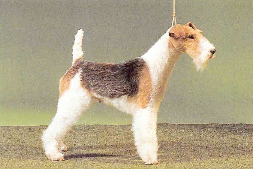 Drahthaar Foxterrier