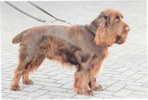 Field Spaniel