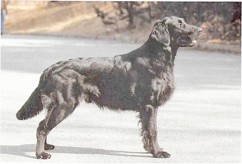 Flat Coated Retriever
