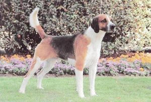 Foxhound