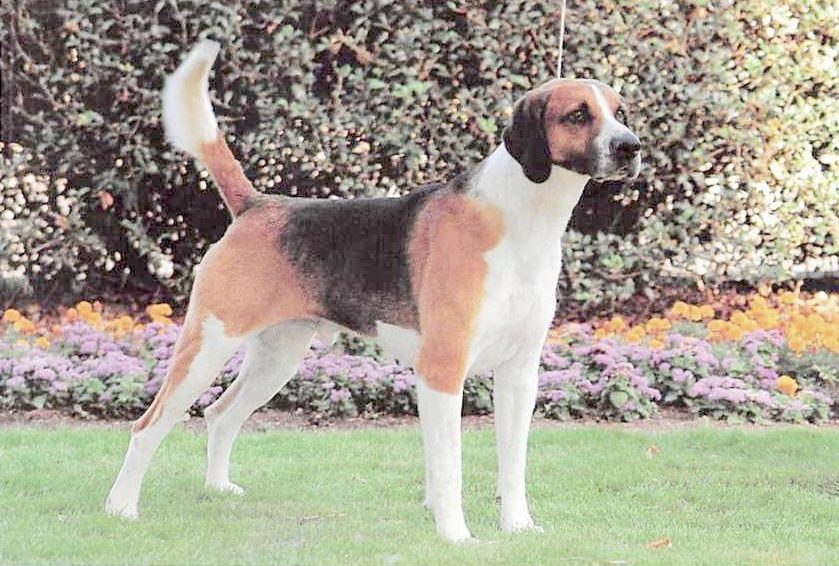 Foxhound