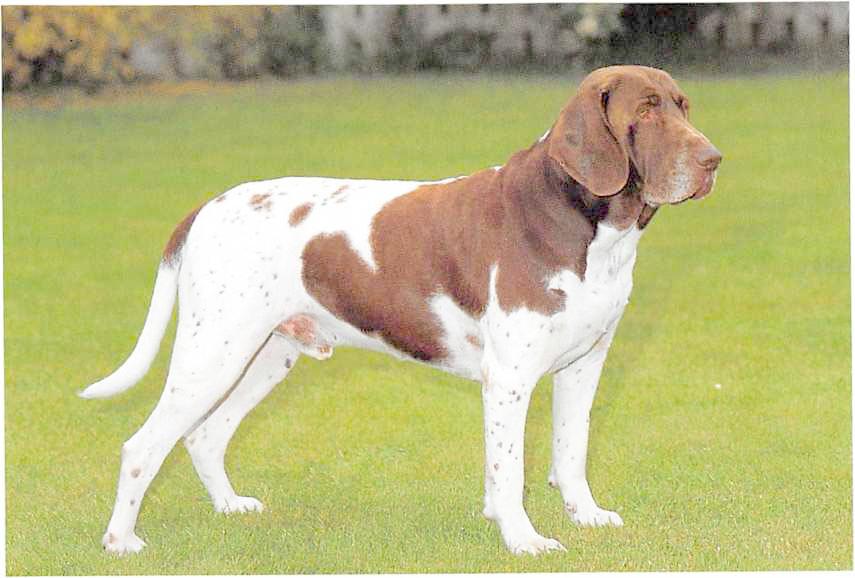 Gammel dansk honsehund
