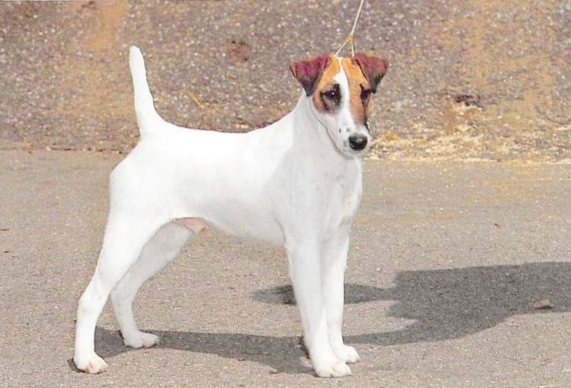 Glatthaar Foxterrier