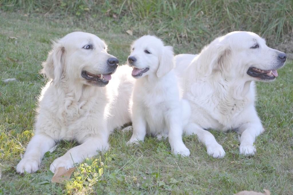 Golden Retriever Elterntiere mit Welpen