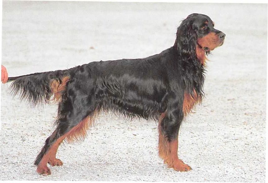 Gordon Setter
