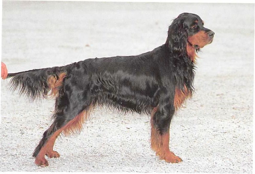 Gordon Setter