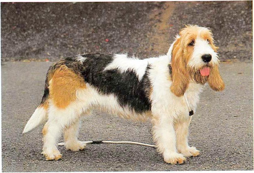 Grand Basset Griffon Vendeen