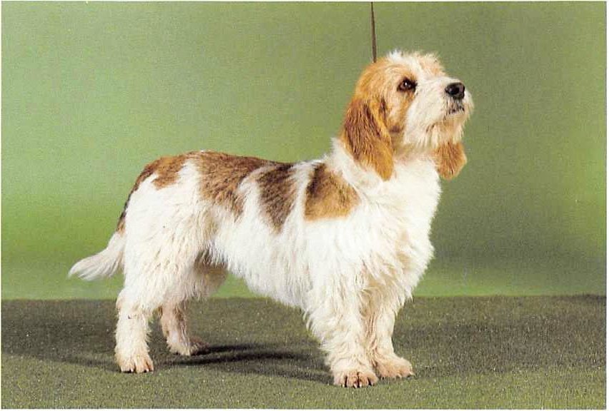 Petit Basset Griffon Vendeen