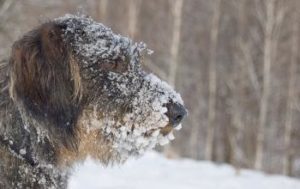 Rauhhaardackel im Winter